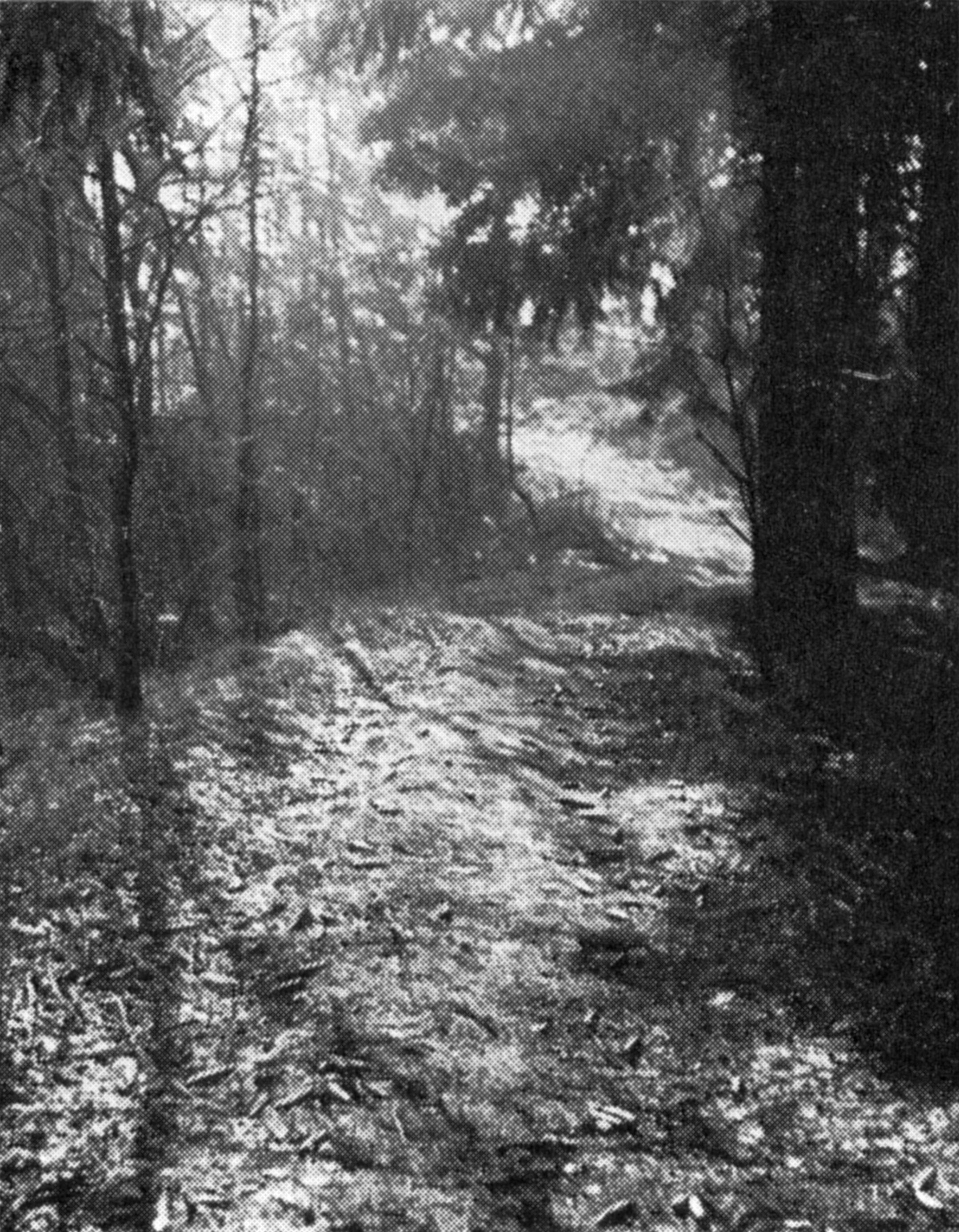 Waldweg im Wiemelsberg